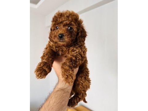 Peluş tadında orjinal minik boy poodle bebekler