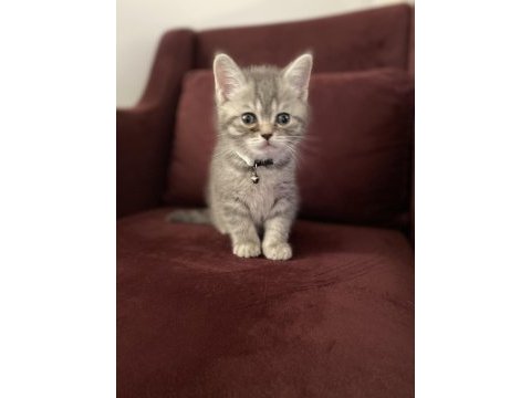1,5 aylık 1 erkek ve 1 dişi british shorthair yavru