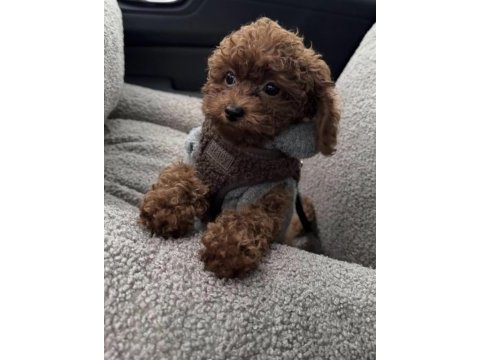 Toy poodle yavrusu