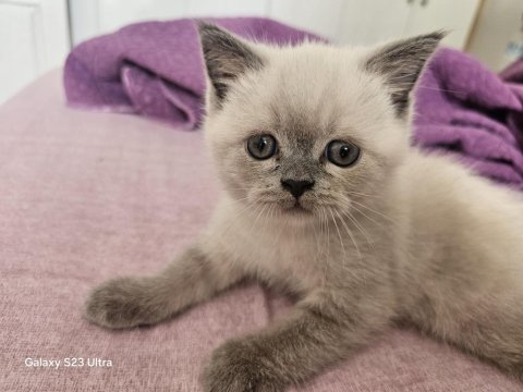 2.5 aylık yavru dişi british shorthair