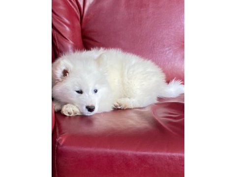 Harika samoyed bebeklerim