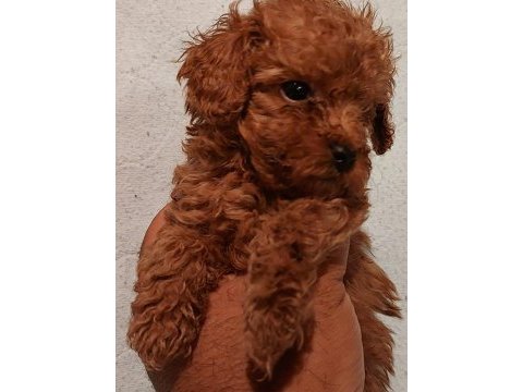 O bir prenses poodle
