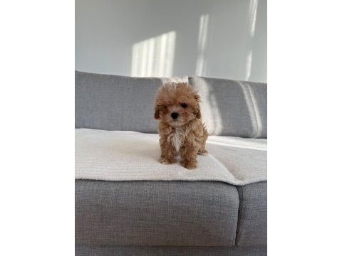 Irkının en kaliteli yavrusu ev doğumlu teacup boy maltipoo