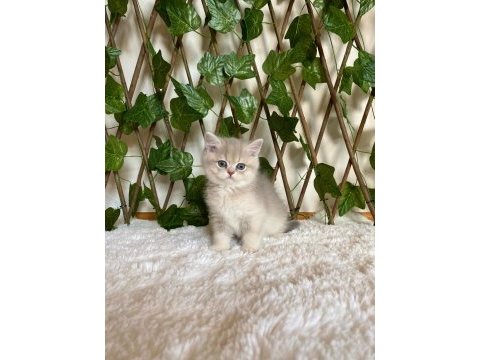 Ay11 erkek ayı kafa british shorthair