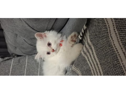 Orijinal british longhair anne babadan maviş yavru