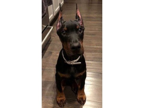 Aşılı ve aşısız doberman biblo gibi yavrular
