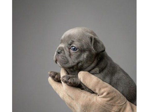 Exotic micro french bulldog yavruları