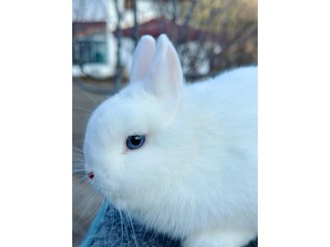 Hollanda cüce yavru hermelin ( beyaz - mavi göz) tavşan