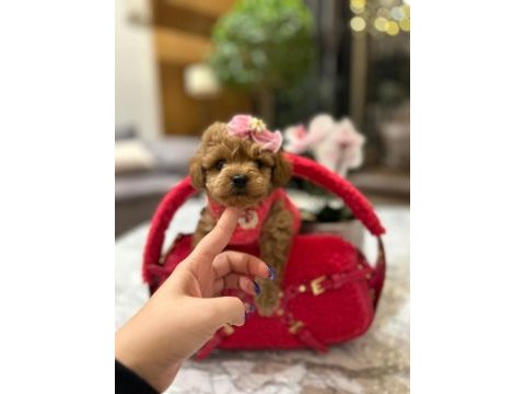 Korenin güzeli maltipoo 0 boy mona