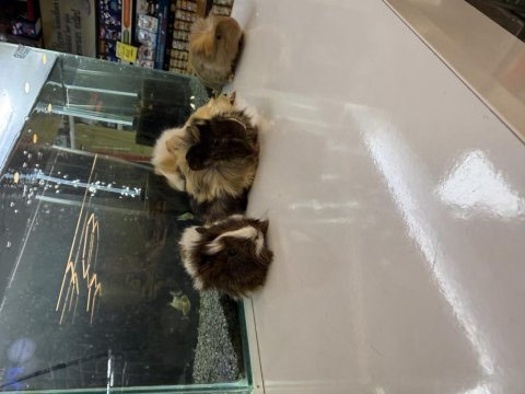 City pet shop güvencesiyle sağlıklı ginepigler