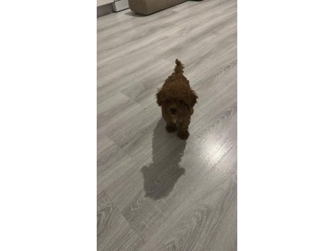 Ev üretimi tertemiz toy poodle