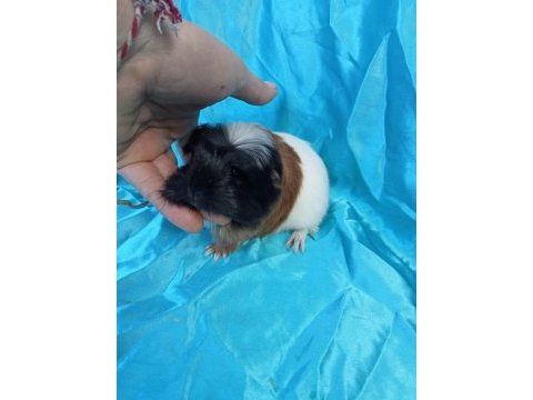 Üreticisinden safkan coronet bebek ginepig