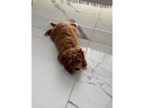 3,5 aylık toy poodle ped eğitimli
