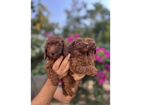 Irk ve sağlık garanti belgeli toy poodle yavruları