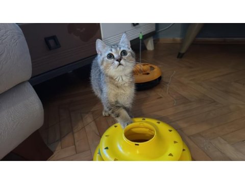 British shorthair kedilerimizi sahiplendiriyoruz
