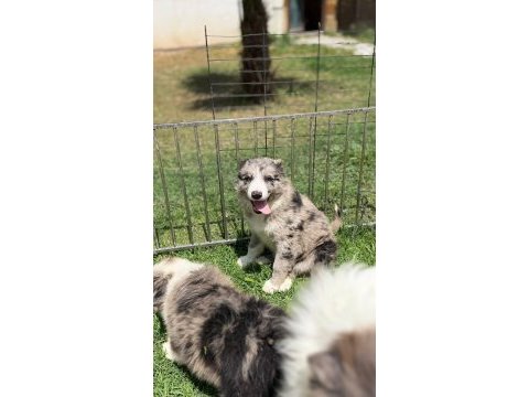 Blue merle border collie yavrular