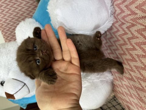 Sıfır kulak çikolata mavi göz scottish fold