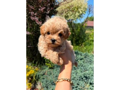 Kore maltipoo yavrular