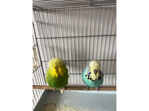 Hazır takım ve tek erkek şov jumbo muhabbet kuşu