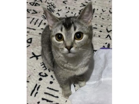 British shorthair dişi 7 aylık