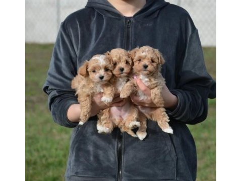 Mini boy tuvalet eğitimli maltipoo bebekler