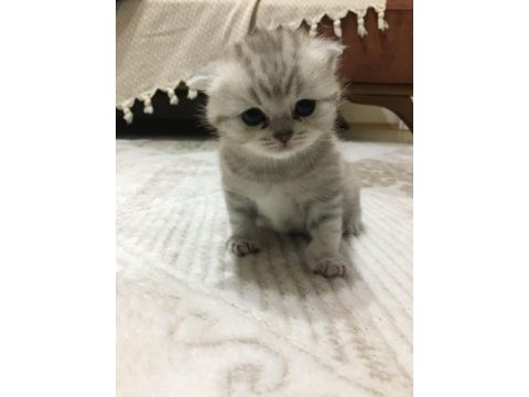 Erkek 2 aylık scottish