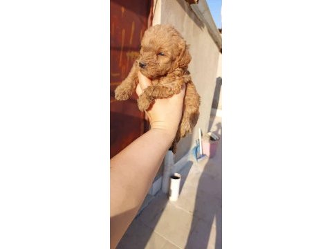 Dişi erkek poodle yavrular