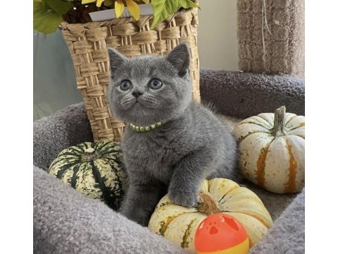 Brıtısh shorthair gri yavrular 