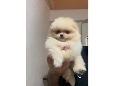 Pomeranian boo yavrularımız
