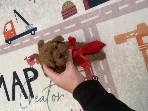 Kore toy poodle dişi yavrularım