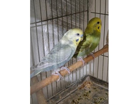 Jumbo rainbow yerli çek japones muhabbet kuşu hazır takımlar