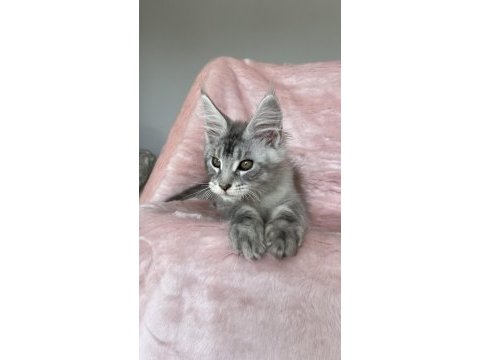 Gümüş renkli maine coon erkek