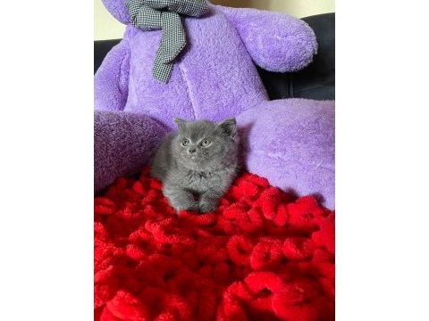Minik british longhair yavrular ailelerini bekliyor