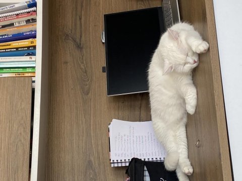 British shorthair kedimi sahiplendirmek istiyorum