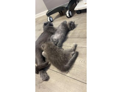 Scottish fold blue point yavrularım sahiplendirilecektir
