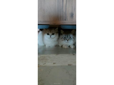 British longhair yavrular