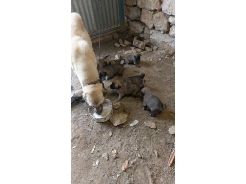 Orjinal sivas kangal yavruları