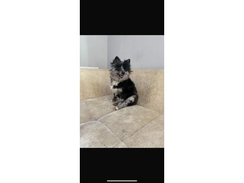 Pomeranian merle erkek