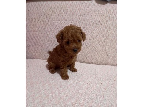 Kore toy poodle yavrularımız