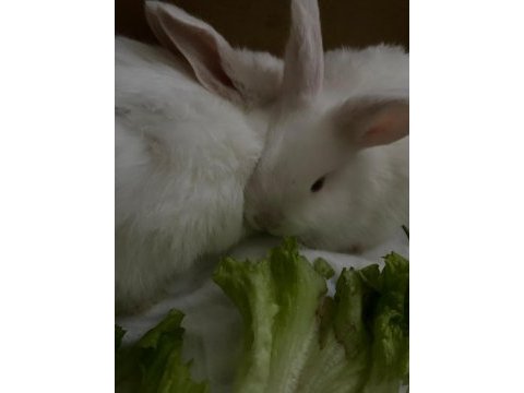 Dişi erkek yavru tavşanlarımız yeni yuvalarını bekliyor