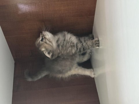 1 aylık scottish fold