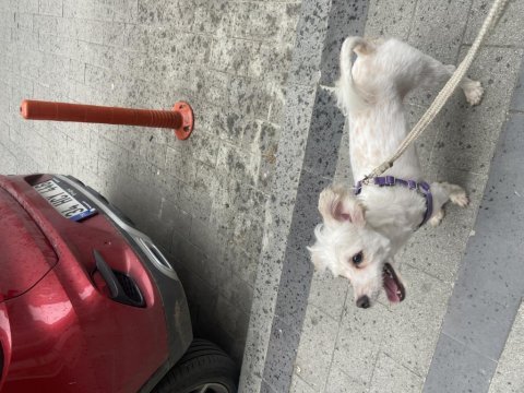 Pamuk terrier oğlum