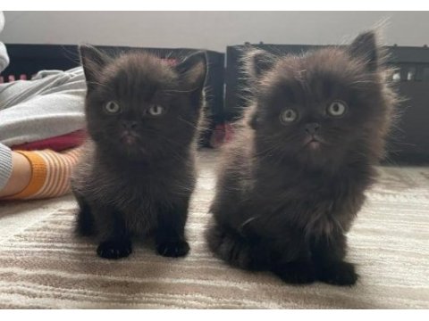 Cinnemon yavru british shorthair