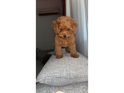 Toy poodle yavrularımız