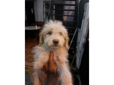 Maltipoo köpekleri