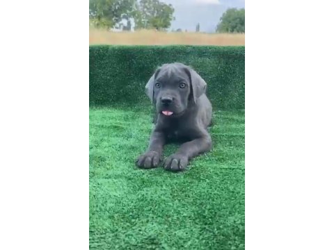 Dev cane corso yavruları