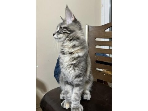 Geleceğin dev güzeli safkan maine coon dişi