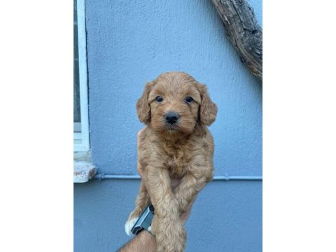 Orjinal ırk maltipoo yavrular sağlık garantili teslim