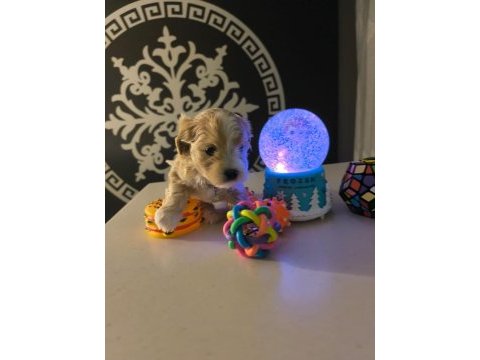 Petmode köpek çiftliğinden mini maltipoo yavrular