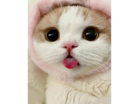 Ücretsiz sahiplenme scottish fold kedimiz